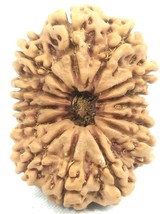 Rare Super Collector Size 14 Mukhi Rudraksha - Nepal - 32.47 mm - Igl Certified - $1,419.11