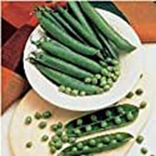 VP Mr Big Sweet Peas Seeds 25 Seed Packet (More Heirloom, Organic, Non Gmo Usa - $7.98