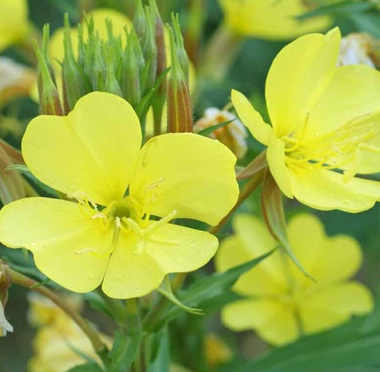 KKG Evening Primrose Seeds 4000 Common Biennial Flower Oenothera