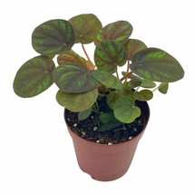 Red and Green Ripple Peperomia Frost, 2 inch, (brownish) Emerald Ripple - £7.58 GBP