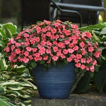 50 Impatiens Beacon Coral Walleriana Flower Seeds - £16.41 GBP