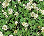 Dutch White Clover Seeds 600 Seeds  Fast Shipping - £6.40 GBP