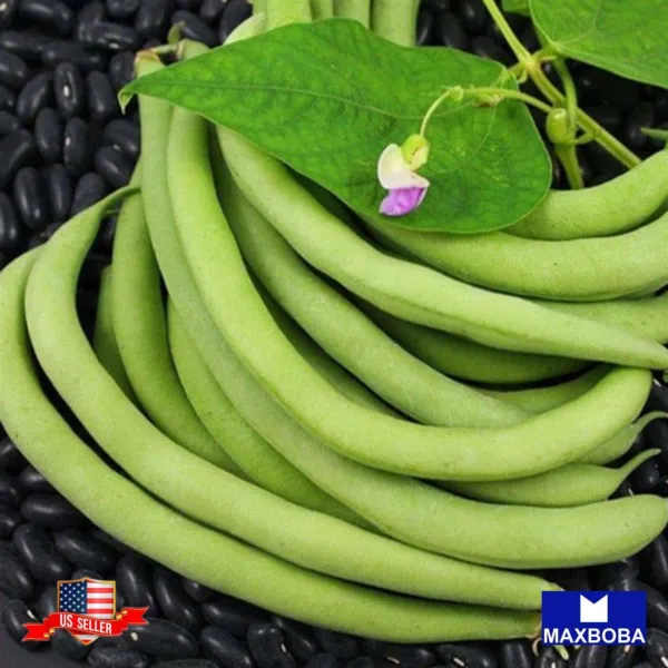 Non Gmo 03+ Black Valentine Bean Seeds Bush Heirloom Fresh Garden - £5.47 GBP