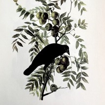 American Crow Bird Lithograph 1950 Audubon Antique Art Print Walnut Tree DWP6A - £27.52 GBP