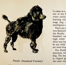 Standard Poodle 1939 Dog Breed Art Ole Larsen Color Plate Print Antique PCBG18 - £24.16 GBP