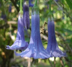 Angel Trumpet Flower Seed Blue - $7.51