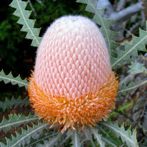 5 seeds Woolly Orange Banksia - £4.25 GBP