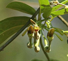 LWSTORE Aristolochia Indica Indian Birthwort Duck Flower 20 Seeds USPS Shipping - £7.59 GBP