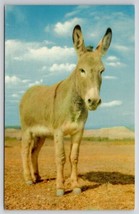 Arizona Canary Cute Little Burro Spirit of The West Postcard R29 - £6.34 GBP
