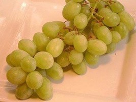 Chardonnay White Wine Grape Vine 3 Gallon Live Plant Home Garden Easy to Grow - £42.23 GBP