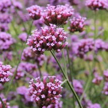 50 Verbena Vervain Softest Purple Seeds Deer Resistant Perennial Flower - £13.78 GBP