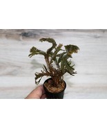 SELAGINELLA SP. BLACK FERN POTTED - $730.14 MXN