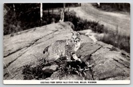 Wildcat Copper Falls State Park Mellen Wisconsin 1940s RPPC Postcard T26 - £8.00 GBP