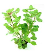 LUDWIGIA  REPENS -Freshwater Aquatic Live Plants  SUPER PRICE!!!!!! - $3.95