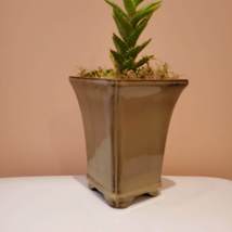 Ceramic Planter with Succulent, Studio Pottery with Tiger Tooth Aloe Live Plant image 2