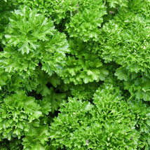 Forest Green Parsley Seeds, NON-GMO, Heirloom, Variety Sizes, Bulk, FREE... - $1.77+