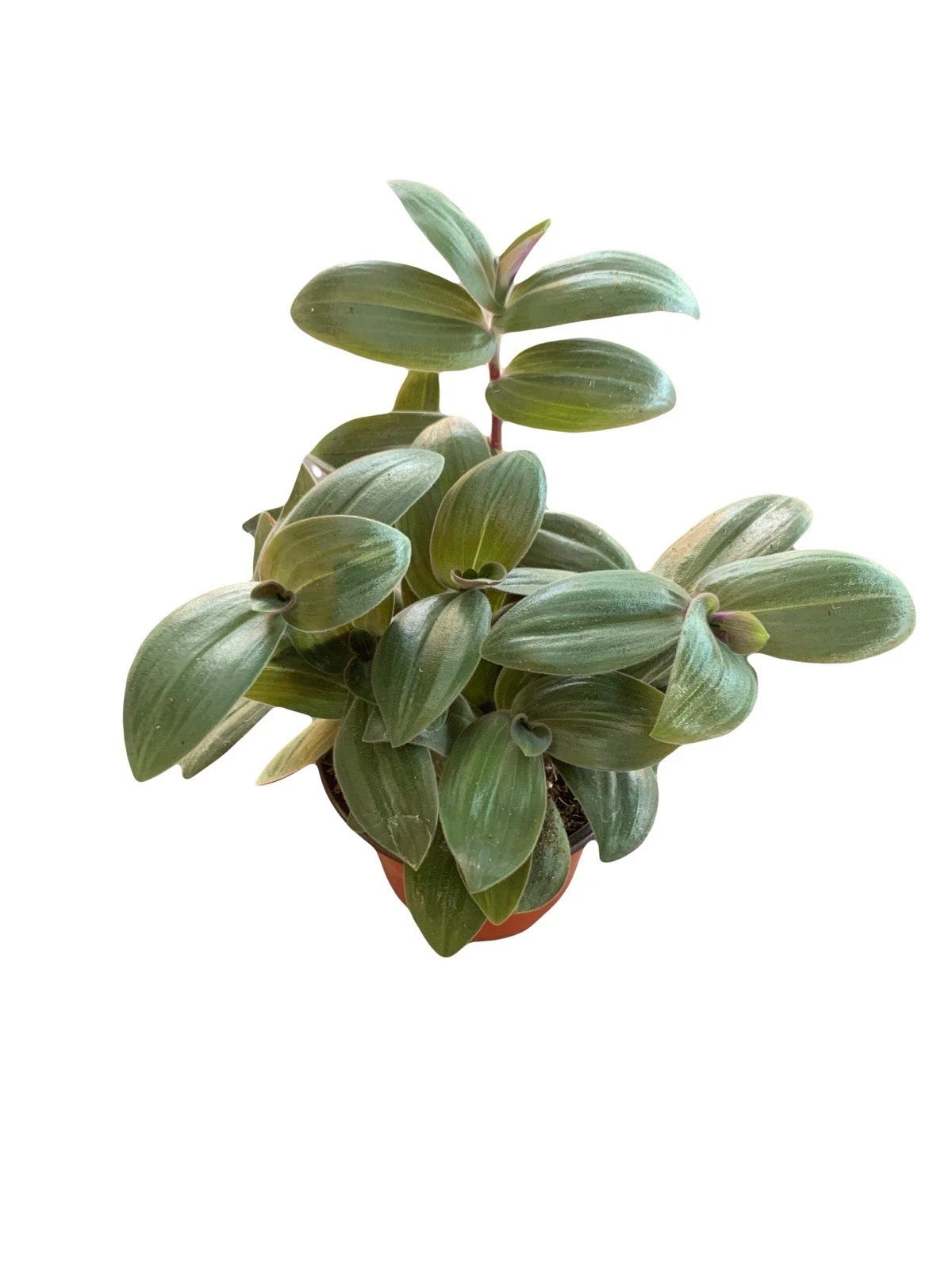 Tradescantia Bunny Bellies Live Plant Wandering Dude Indoor House Plant ... - $48.51 CAD