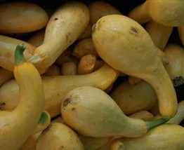 Golden Summer Crookneck Squash Seed  All Season Heirloom Seeds 0.25Oz  From US - £8.77 GBP