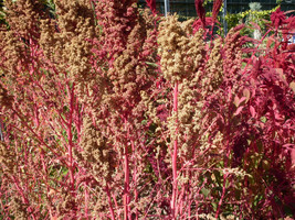 USA SELLER 50 Organic Cherry Vanilla Quinoa Chenopodium Pink Flower White Grain  - $14.60