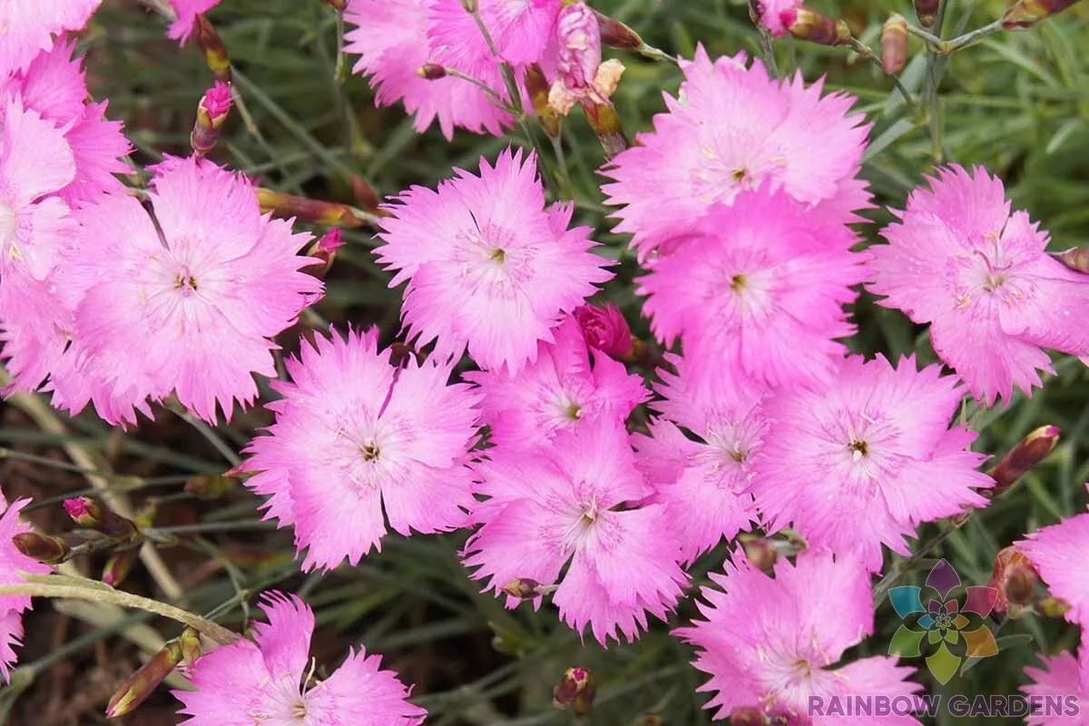 200 Alpine Pink Carnation Seeds Fresh Seeds USA - £7.89 GBP