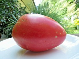 Anna Russian - flawless pink heart-shaped tomato is one of the earliest - $4.75