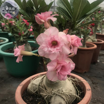 Light Pink Adenium Desert Rose Seeds 2 Seeds Pack 4 Layer Petals Bonsai Perennia - $6.22