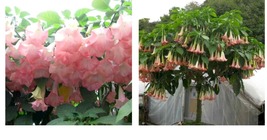 Angel Trumpet, Pink Brugmansia, Rooted Live plant 6-12 inches tall - £55.94 GBP