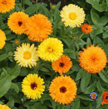 75 Calendula Fiesta Gitana Marigold Flower Seeds Calendula Officinalis USA Selle - £9.69 GBP