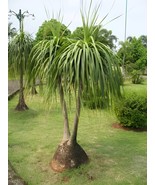 40 Seeds Ponytail Palm Elephant&#39;s Foot - $41.05