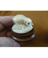 (tb-ins-10-2) Rhinoceros beetle Tagua NUT figurine Bali detailed insect ... - $59.42 CAD