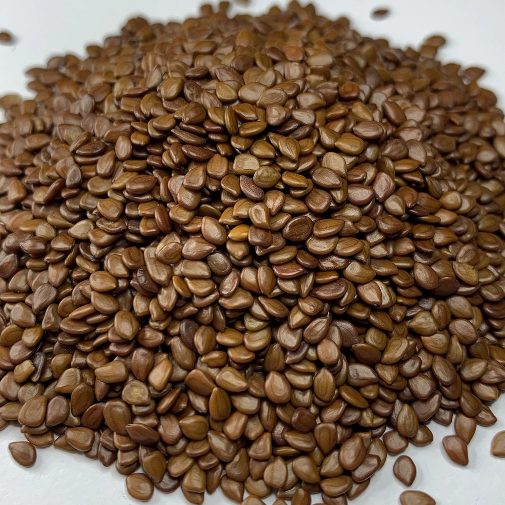 DESMANTHUS ILLINOENSIS Seeds BULK *FREE Shipping* Illinois Bundleflower ... - $7.32 MXN