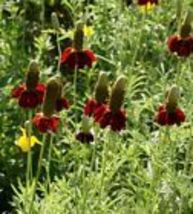 500 Seeds Coneflower DWARF RED Pollinators Meadow Wildflower Non-GMO Perennial - £9.39 GBP