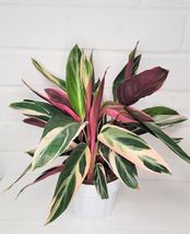 Rare plant Stromanthe Triostar, Calathea Triostar . in 3&quot; pot ROOTED LIVE PLANT - £13.58 GBP