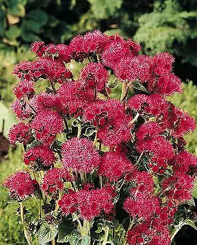 Ageratum Red Sea 1,000 seeds - £31.56 GBP