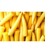 SDC Japanese Baby Corn Seeds For Planting 20 Seeds Great On Salads Or As... - $20.74