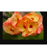 Chan Songlah**Crown Of Thorns-Euphorbia Milii**Christ Plant**Very Small ... - $28.99