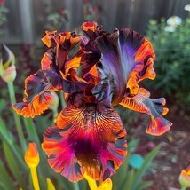 20 Firestorm Iris Seeds Fragrant Flower Plant Gardening USA Shipping - £7.98 GBP