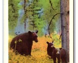 Black Bears and Cubs Banff National Park Alberta Canada UNP WB Postcard Y12 - $2.92