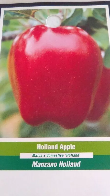 HOLLAND APPLE Fruit 4 6 FT Tree Plants Trees Plant Sweet Juicy Apples NOW - $195.99