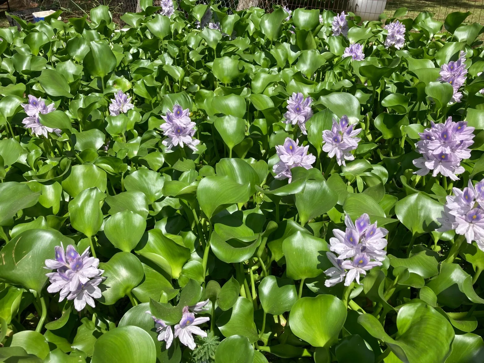 1 MEDIUM Water Lettuce &amp; Water Hyacinth - £14.93 GBP