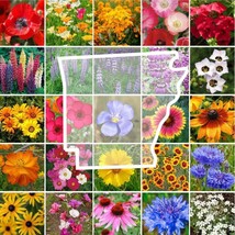 LWSTORE Wildflower Arkansas State Flower Mix Perennials &amp; Annuals Non Gmo 1000 S - £7.43 GBP