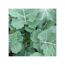 2000 Premier Kale Seeds Early Hanover Non-Gmo Heirloom From US - £7.99 GBP