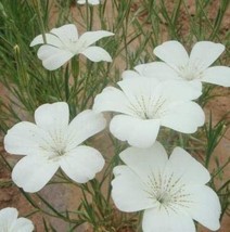 100 Seeds/Lot Agrostemma Githago Flower (Color: 2) Garden Fresh - $8.21