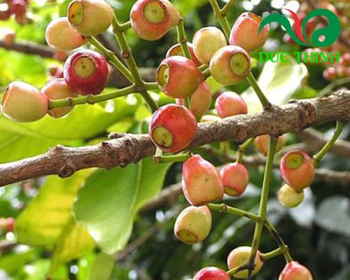 Novel Plant Cleistocalyx Operculatus Bonsai, 50pcs SEEDS D