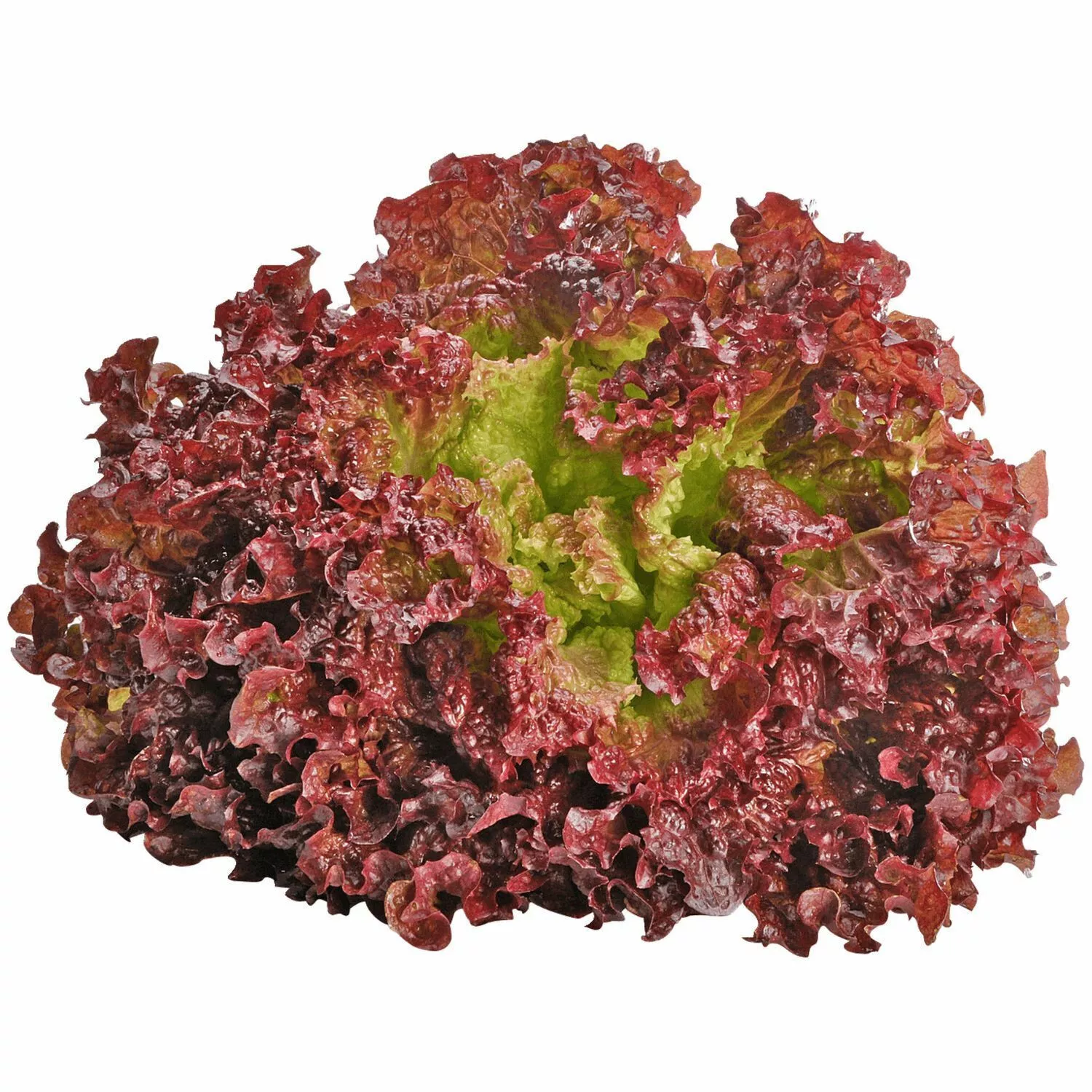 1000 LOLLO ROSSO LETTUCE SEEDS ~  ~ 2025 ~ NON-GMO - $6.64