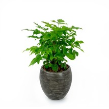 Catleza 8&quot; Small Planter for Indoor and Outdoor, Suitable for Plants, He... - £18.16 GBP