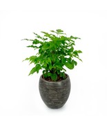 Catleza 8&quot; Small Planter for Indoor and Outdoor, Suitable for Plants, He... - $22.72