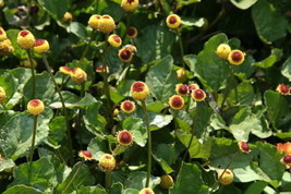 HS 100 Toothache / Eyeball Plant Spilanthes Oleracea Flower Seeds Red Yellow Com - £2.68 GBP