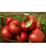 Red Brandywine Tomato Seeds 100 Ct Vegetable - $9.80