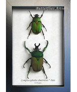 RARE Compsocephalus Dmitriewi Pair African Scarabs Framed Entomology Sha... - $305.03 CAD